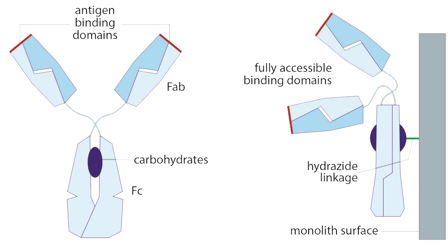 antibody